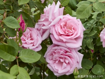 凯瑟琳哈罗普Kathleen Harrop