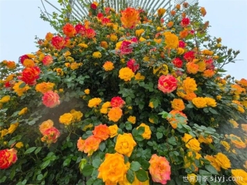 常州月季：岁月不居花开未歇，月季赏花点