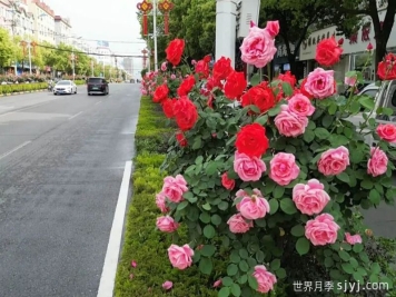 南召月季：繁花织锦绣，月季入画来