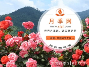 关于月季网