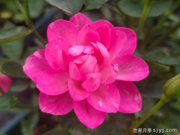 推荐8个花期超长的月季，适合阳台种植长期赏花