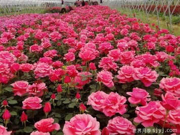 月季种植技术土肥水管理是怎样的？