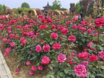月季市花主题花园的建设思路