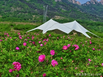 山东五莲食用玫瑰花产业，助力乡村振兴 
