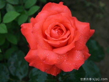 赞歌月季Sanka