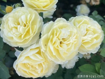 莺歌燕舞月季