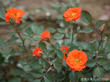 蟋蟀月季