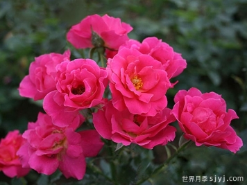 柔情似水月季