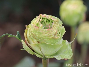 绿星月季