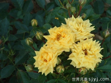 金色阳光月季Sunlight