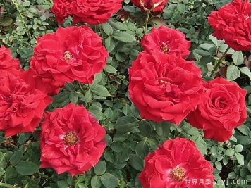 月季育种家：美国William A. Warriner