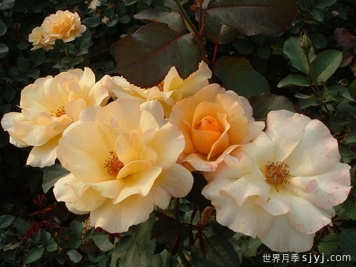 黄蝴蝶月季