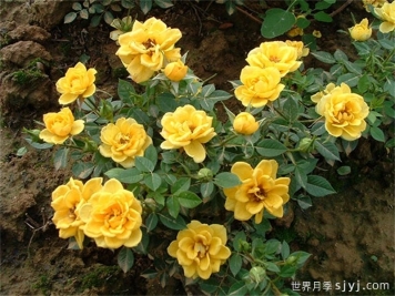 黄雀月季