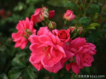 寒地玫瑰月季