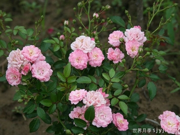 冬梅月季