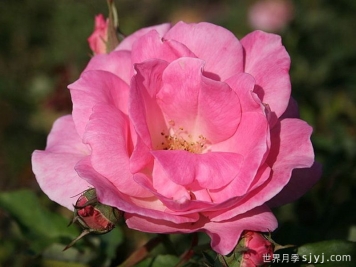 美好灵感月季/甜蜜灵感Sweet Inspiration