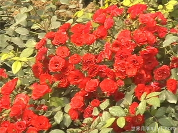 猩红梅荻郎月季