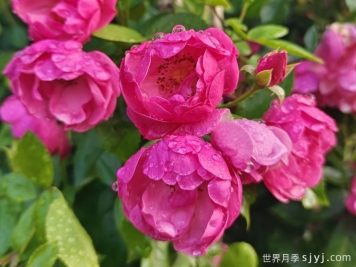 月季网2026年十大热门藤本月季品种