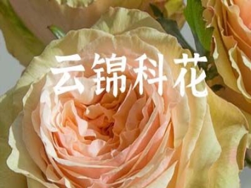 月季育种家：云南锦科花卉