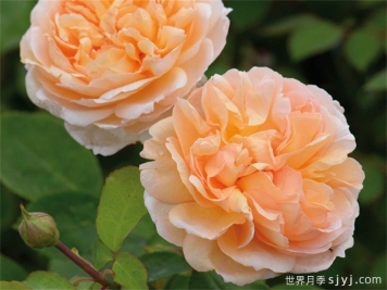 园丁夫人月季介绍和优缺点
