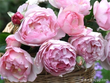 伊芙魂之香水月季介绍和优缺点