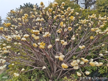 植物百科：结香