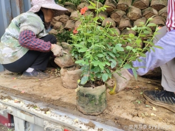 反季节移栽月季要注意什么呢？
