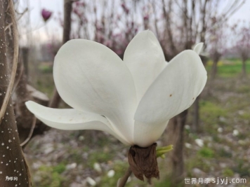 中国最香的五种花排名，白玉兰香气迷人