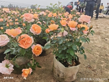 刚买的南阳月季花怎么处理？