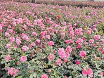 月季夏季追肥时间，一天中什么时候施肥效果最好？