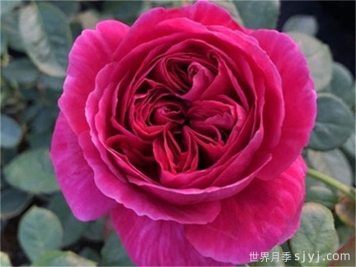 伊芙酒窖月季，花香迷人养护简单
