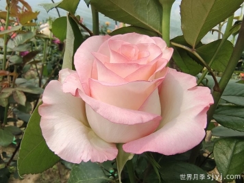 分享10个高杯切花月季经典品种