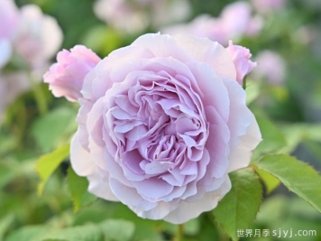 雷米尔月季/雷米尔天使Ramiel