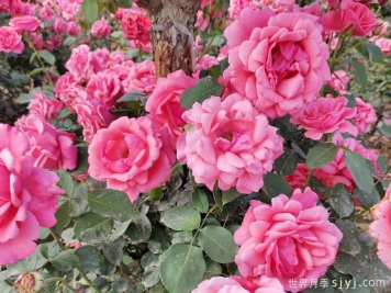 月季花：此花无日不春风