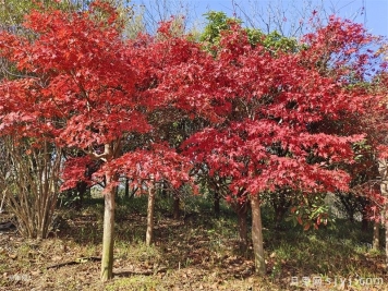  沭阳扎下镇花木产业发展情况概述