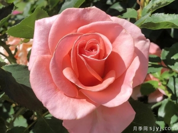 皇家城市月季/新西敏市Royal City Rose