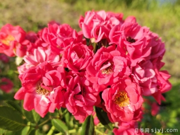 红柯斯特月季/红科斯特月季Red Koster
