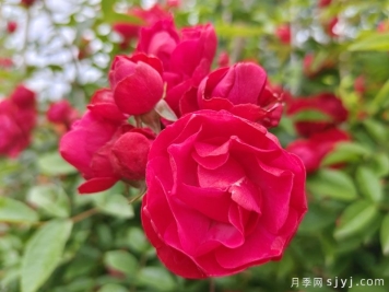 红科斯特变成红木香月季，新名字爆火园林圈
