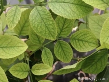 月季叶片总不正常，原因总结，对症解决