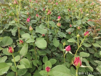 月季施肥全攻略，让月季时时爆花