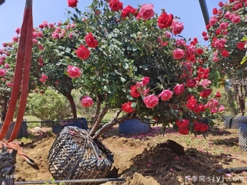 苗木成活核心管控，补植移栽缓苗全流程实操