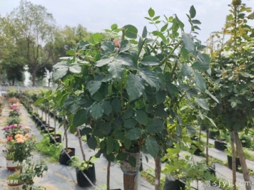 为什么月季越剪开花越少？花后修剪这步错了