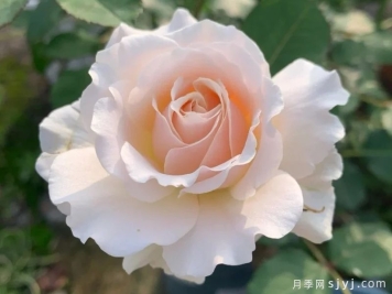 闪闪发光月季/悠悠月季/醉爱Chou Chou