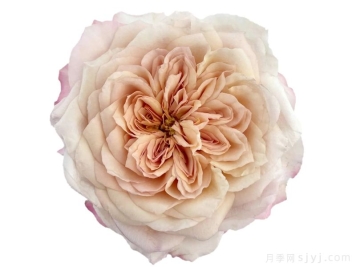 棕雅月季Miyabi Brown