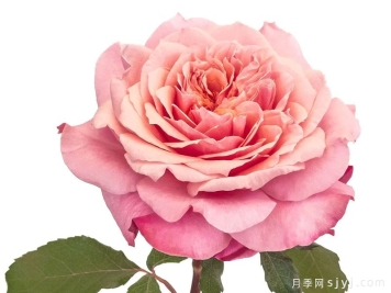 雅月季/雅致Miyabi