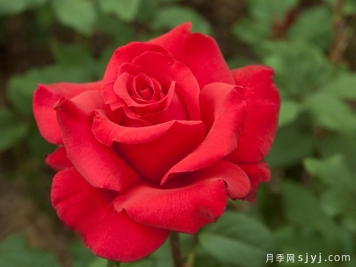 自由钟声月季/曼德勒玫瑰The Mandalay Rose