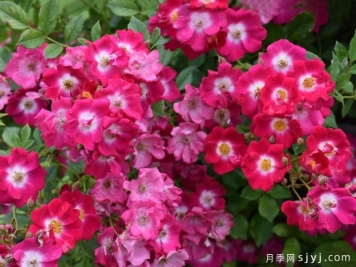 自由月季/利贝塔斯月季Libertas