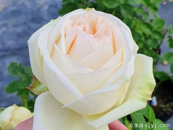 白色哈娜月季/白色欧哈娜/白荔枝玫瑰White O′Hara