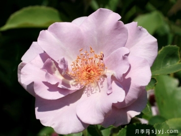 紫之园月季/紫色花园/紫の園Murasaki no Sono