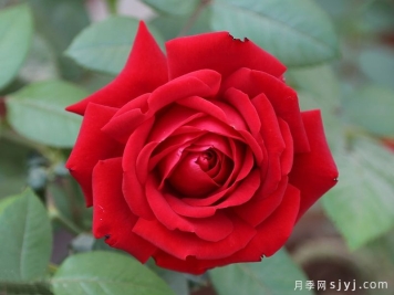 香紫绒月季/墨绒月季/紫香云Mirandy